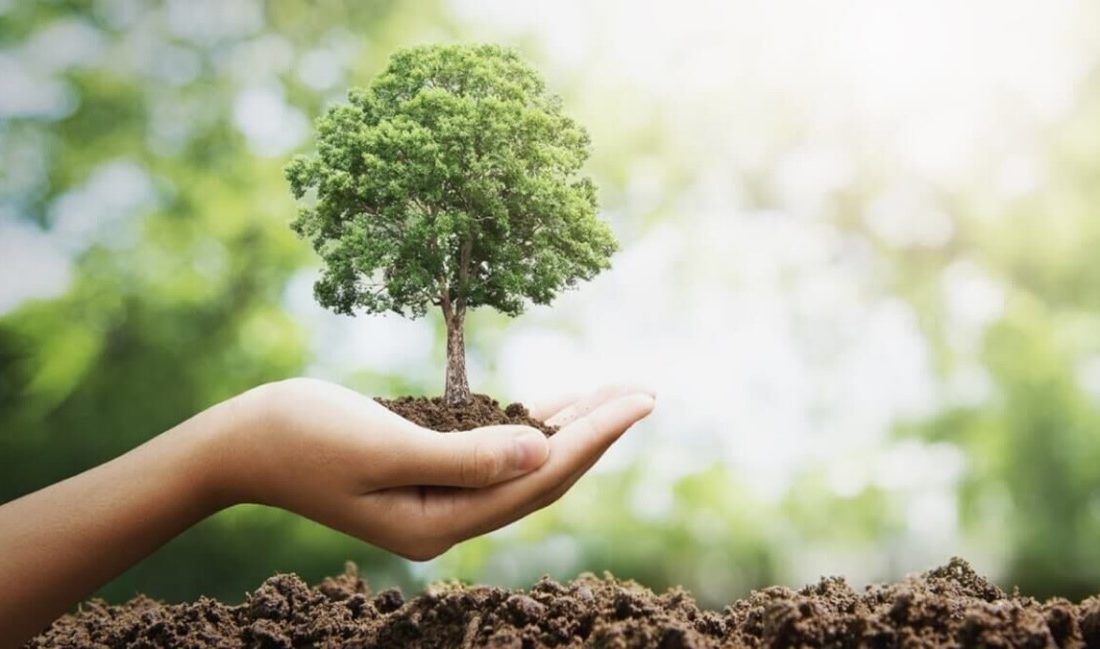 درختان، ناجیان زمین: چرا باید برای آینده‌ای سبز درخت بکاریم؟