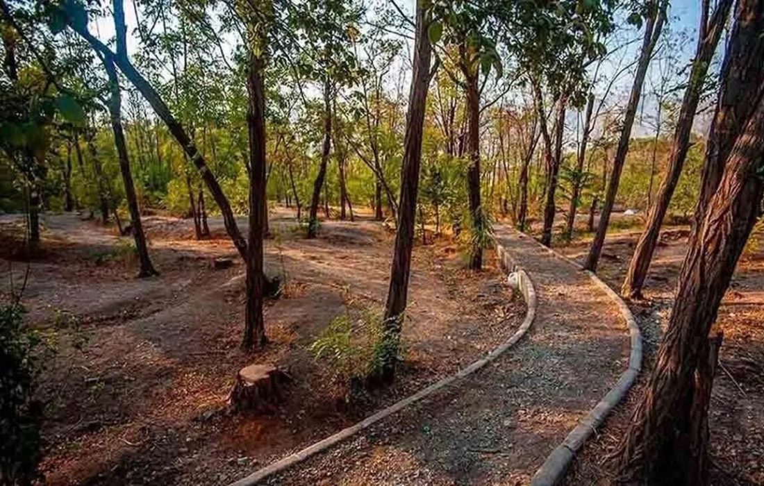 هشدار درباره مرگ خاموش درختان بوستان جنگلی تهران/ حذف نکردن درختان آفتزده، آغازگر بحران تازه