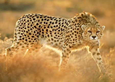 انسان، قاتل اصلی یوزهای ایرانی/ آمار یوزهای کشته شده اعلام شد