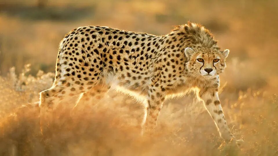 انسان، قاتل اصلی یوزهای ایرانی/ آمار یوزهای کشته شده اعلام شد