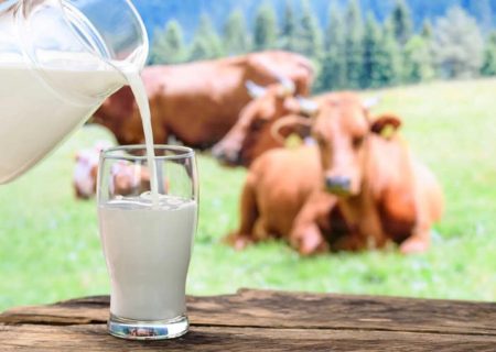 شیرخام گران شد/ قیمت جدید و جزییات