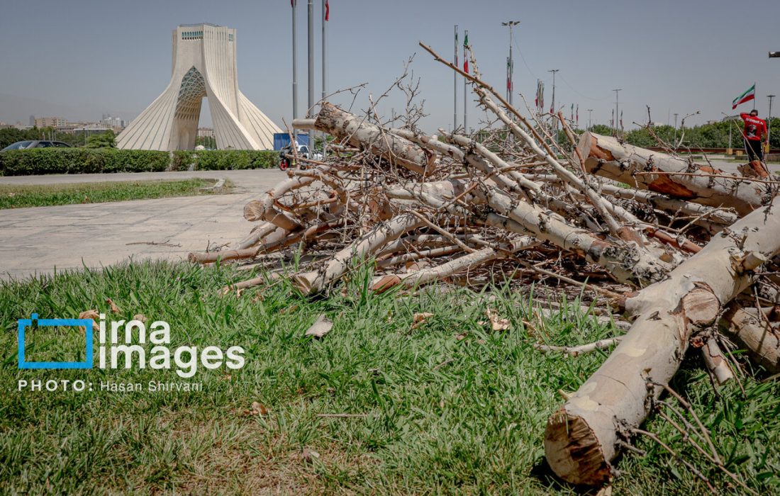 قطع درختان اطراف میدان آزادی/ شهرداری تهران: درختان خشک بودند/ عضو شورای شهر: چرا رسیدگی نکردید؟