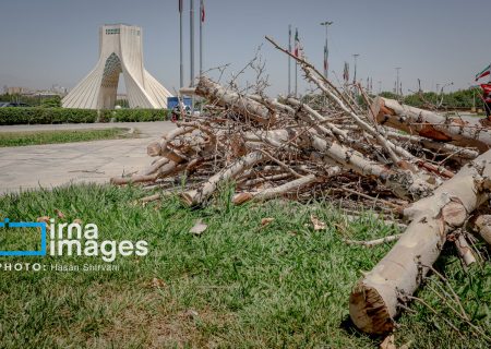 قطع درختان اطراف میدان آزادی/ شهرداری تهران: درختان خشک بودند/ عضو شورای شهر: چرا رسیدگی نکردید؟