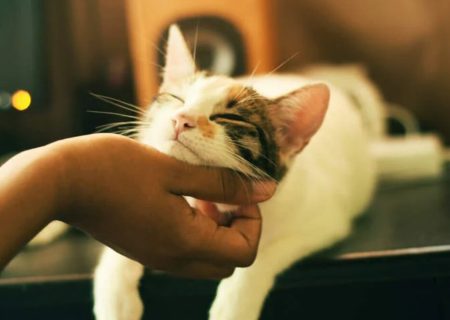 ماجرای زنی به‌دلیل غذا دادن به گربه، تحت پیگرد قانونی قرار گرفت