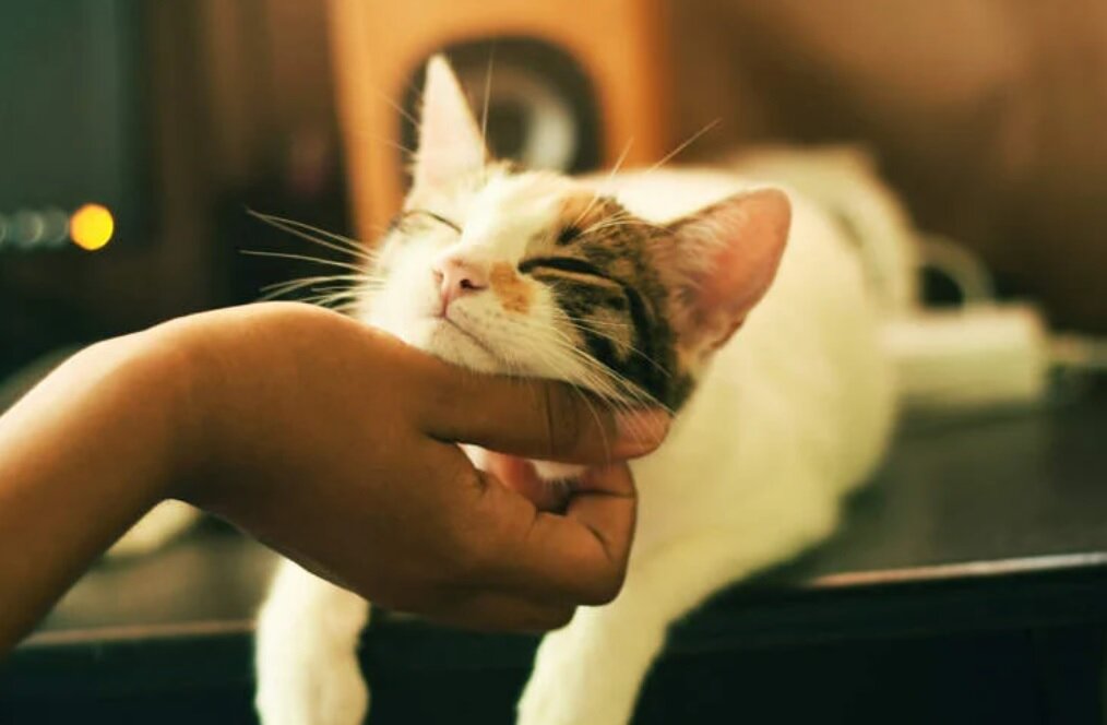 ماجرای زنی به‌دلیل غذا دادن به گربه، تحت پیگرد قانونی قرار گرفت