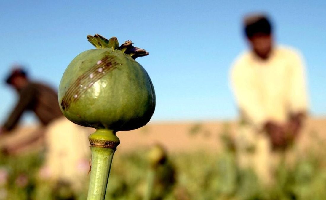 واکنش به درخواست یک نماینده برای کشت قانونی خشخاش/ در ایران ۱۷ درصد مردم میل به مصرف موادمخدر دارند/ شرط و شروط کشت خشخاش در کشور