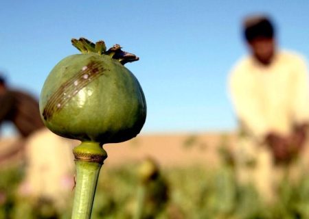 واکنش به درخواست یک نماینده برای کشت قانونی خشخاش/ در ایران ۱۷ درصد مردم میل به مصرف موادمخدر دارند/ شرط و شروط کشت خشخاش در کشور