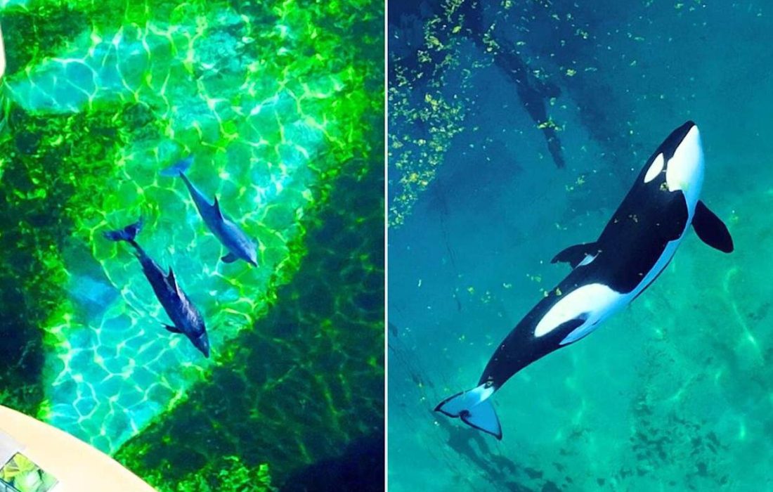 وضعیت بحرانی دو نهنگ قاتل/ عکس