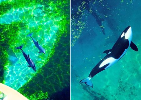 وضعیت بحرانی دو نهنگ قاتل/ عکس