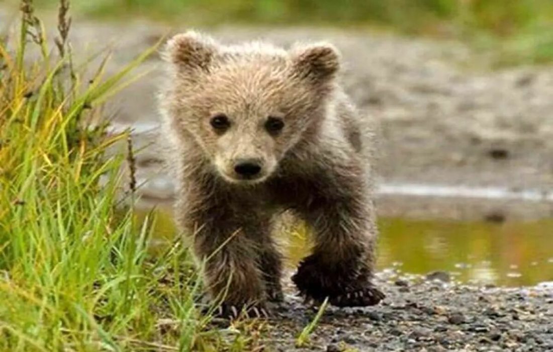 آخرین جزئیات از توله خرس گم شده در پردیسان