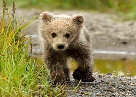 آخرین جزئیات از توله خرس گم شده در پردیسان
