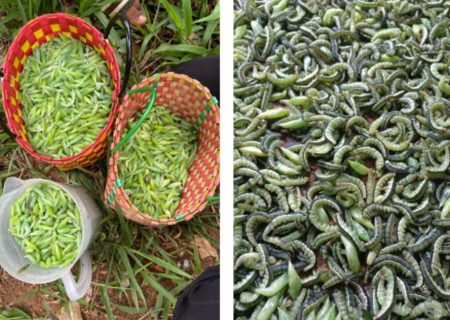 اگر مطمئن هستید حال‌تان بد نمی‌شود؛ درباره غذای محبوب ویتنامی‌ها بخوانید!/ عکس