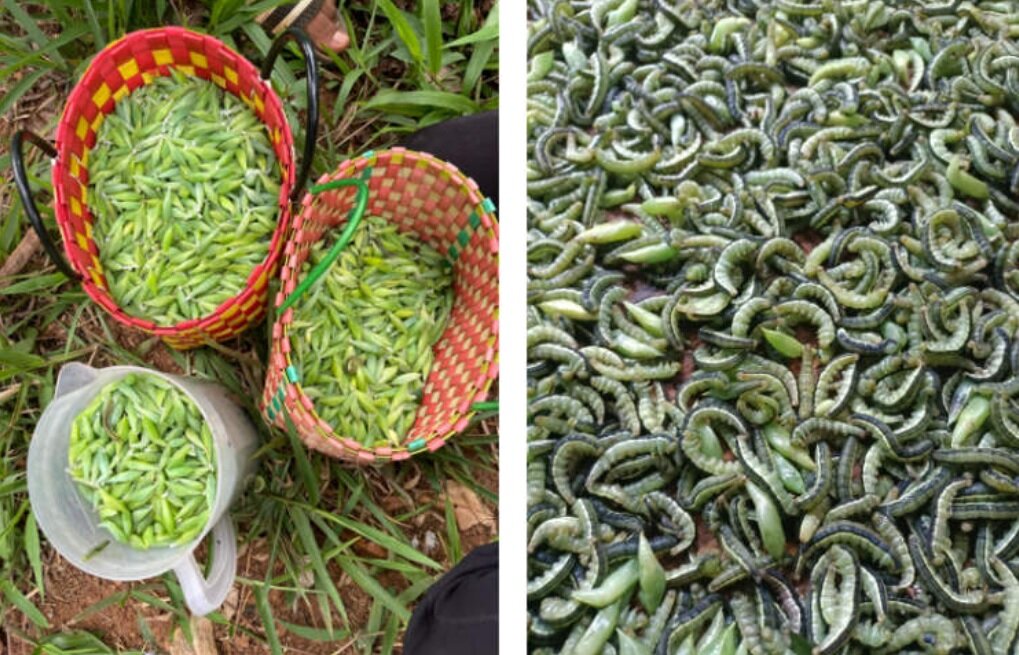 اگر مطمئن هستید حال‌تان بد نمی‌شود؛ درباره غذای محبوب ویتنامی‌ها بخوانید!/ عکس