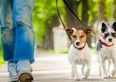 با اعلام دادستانی؛ سگ گردانی در این شهرها ممنوع شد/ اسامی تکمیل می‌شود