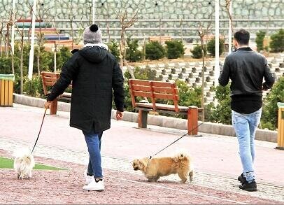 سگ‌گردانی در این شهر ممنوع شد