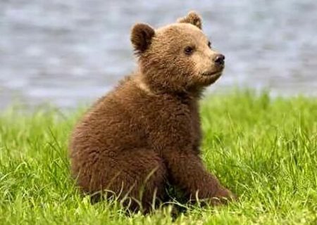 ماجرای عجیب گم شدن یک خرس وسط تهران؛ با پهپاد دید در شب هم پیدا نشد