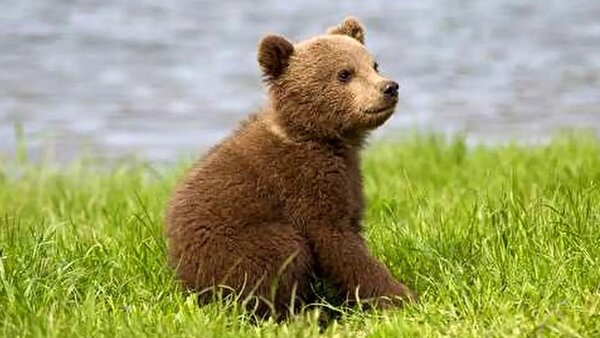 ماجرای عجیب گم شدن یک خرس وسط تهران؛ با پهپاد دید در شب هم پیدا نشد