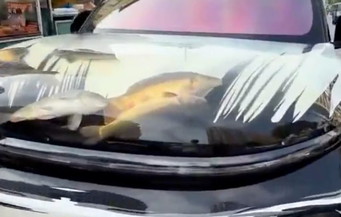 آکواریوم متحرک درون کاپوت خودرو/ عکس