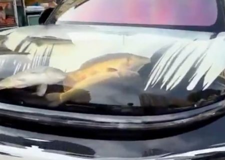 آکواریوم متحرک درون کاپوت خودرو/ عکس