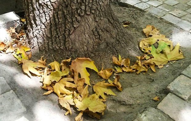 خزان پیش از موعد؛ چرا درختان دچار زردی و برگریزان زودهنگام شدهاند؟/ نیاز به تحول در مدیریت فضای سبز شهری/ تنبلی ذهنی، گریبانگیر کارشناسان