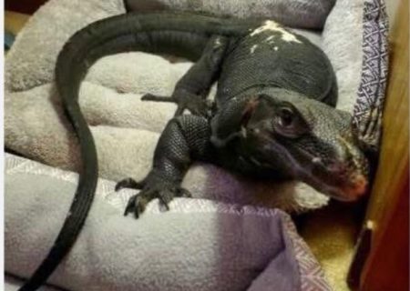 فرار مارمولک بزرگ خبرساز شد/ عکس