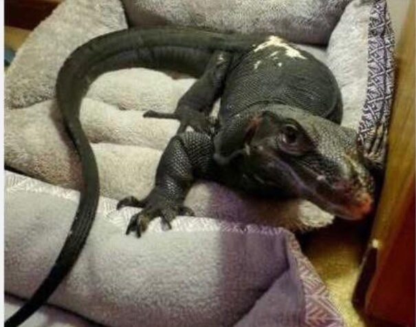 فرار مارمولک بزرگ خبرساز شد/ عکس