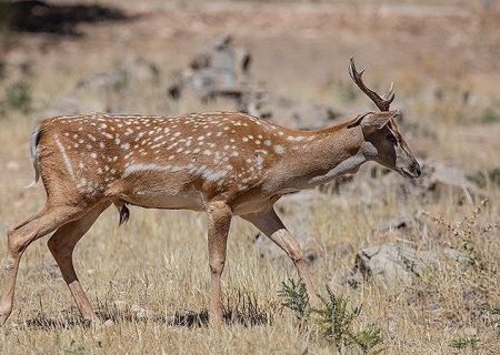 ذبح گوزن زرد در مراسم اربعین/ ماجرا چیست؟