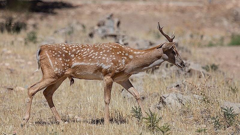 ذبح گوزن زرد در مراسم اربعین/ ماجرا چیست؟