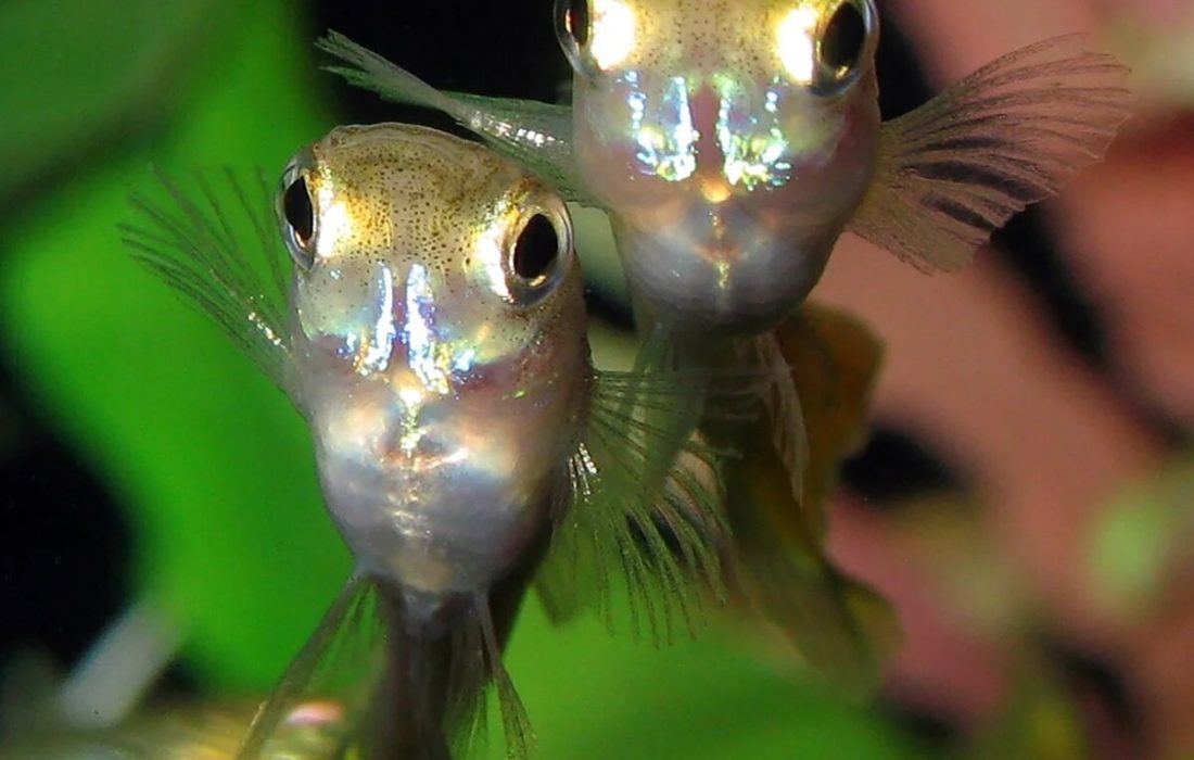 سازگاری عجیب ماهیهای گوپی در فاضلاب شهر!/ عکس