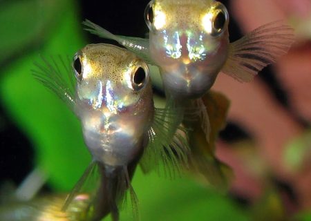 سازگاری عجیب ماهی‌های گوپی در فاضلاب شهر!/ عکس