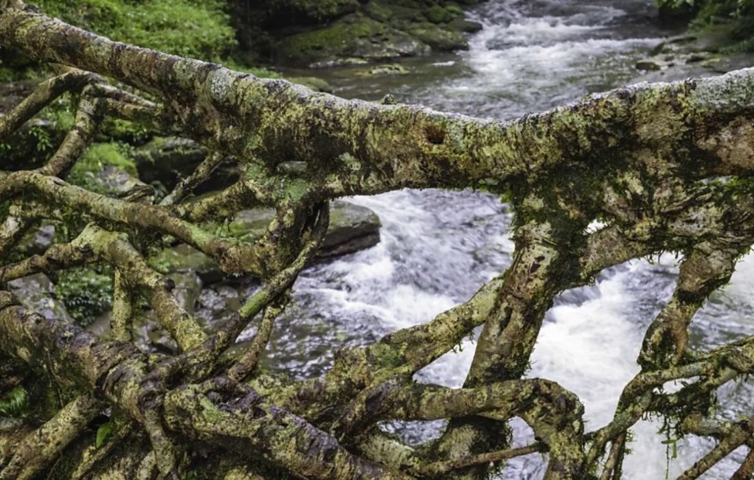 عجیبترین و زیباترین پلهای جهان/ عکس