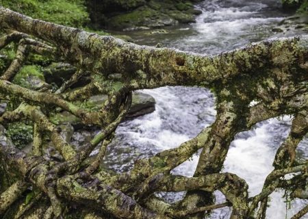 عجیب‌ترین و زیباترین پل‌های جهان/ عکس