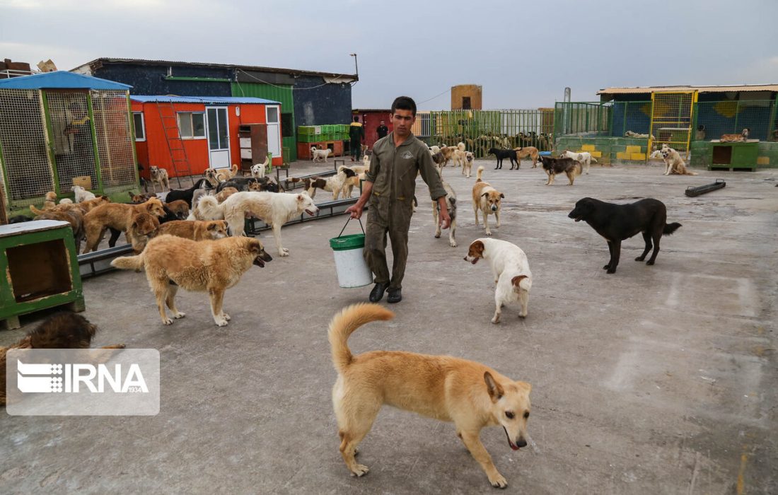ماهانه ۲ میلیارد تومان برای نگهداری سگهای ولگرد هزینه میشود