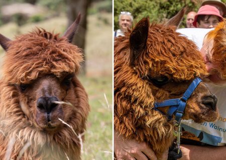 پیرترین آلپاکای جهان/ عکس