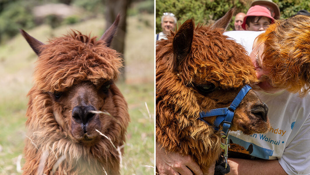 پیرترین آلپاکای جهان/ عکس