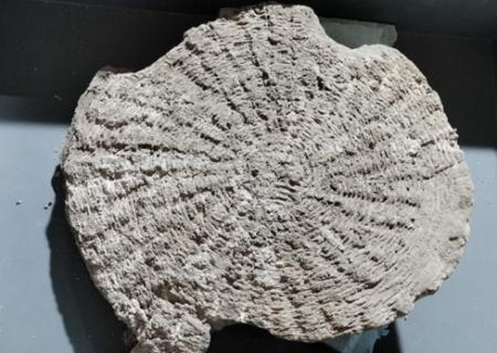 بردگان رومی بهتر از همسایگان آزاد خود غذا می‌خوردند