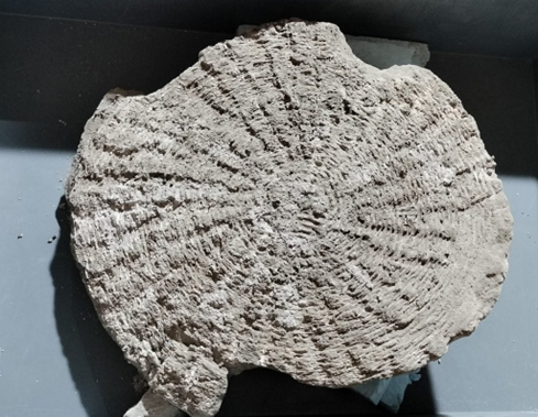 بردگان رومی بهتر از همسایگان آزاد خود غذا میخوردند