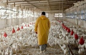 «نوی‌پو» بانک کشاورزی چگونه گره نقدینگی دامداران و مرغداران را باز می‌کند؟