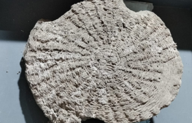 بردگان رومی بهتر از همسایگان آزاد خود غذا می‌خوردند