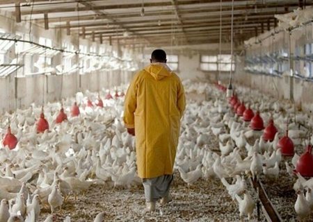 «نوی‌پو» بانک کشاورزی چگونه گره نقدینگی دامداران و مرغداران را باز می‌کند؟