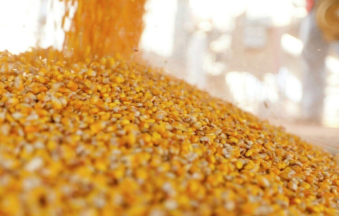 ۴ میلیون تن ذرت در انتظار ترخیص