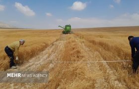 ریزش غلات هنگام برداشت ۵۰ درصد کاهش یافت