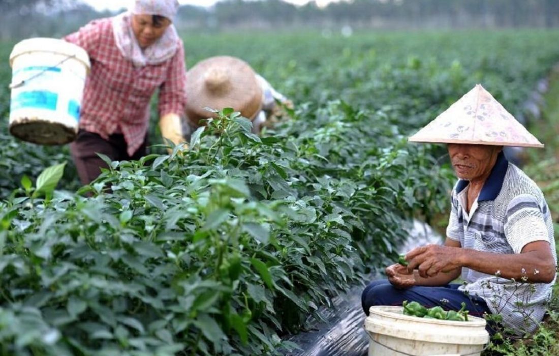 چالشهای منابع پایه در کشاورزی چین