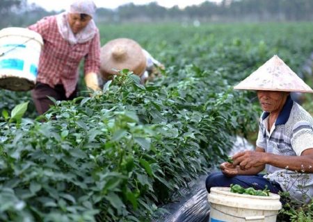  چالش‌های منابع پایه در کشاورزی چین