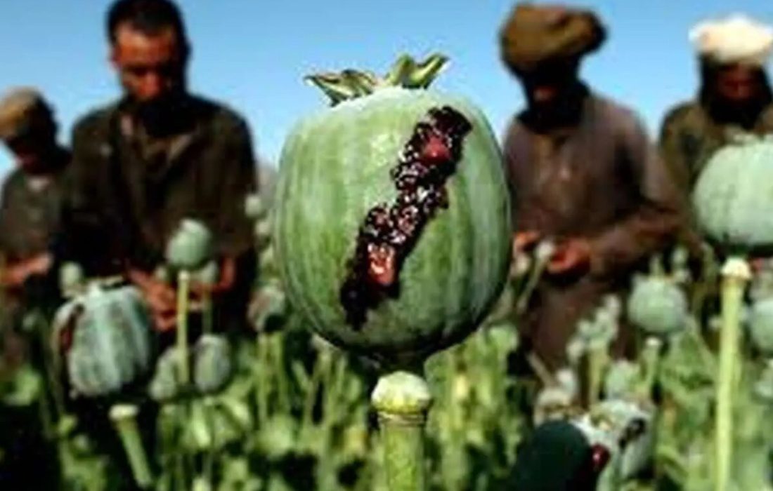 چه بر سر تریاک آمد؟/ اعلام پرمصرف‌ترین ماده مخدر در ایران