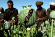 چه بر سر تریاک آمد؟/ اعلام پرمصرف‌ترین ماده مخدر در ایران
