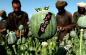 چه بر سر تریاک آمد؟/ اعلام پرمصرف‌ترین ماده مخدر در ایران