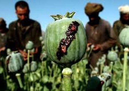 چه بر سر تریاک آمد؟/ اعلام پرمصرف‌ترین ماده مخدر در ایران