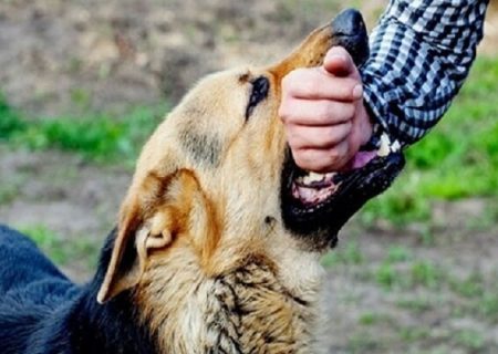۴۴۵ هزار مورد حیوان گزیدگی در کشور طی سال گذشته/ ابتلای ۲۰ نفر به هاری/ تاکید وزارت بهداشت بر مراجعه فوری به مراکز پیشگیری