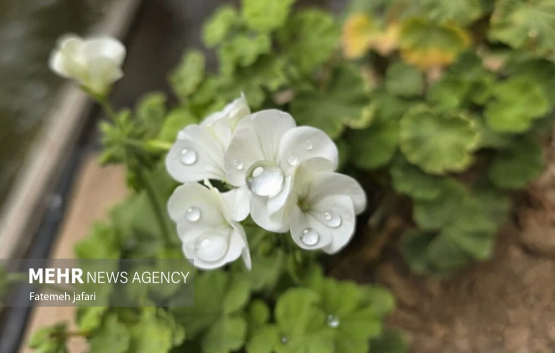 هشدار هواشناسی کشاورزی نسبت به رگبار باران و خطر شیوع بیماری‌های قارچی